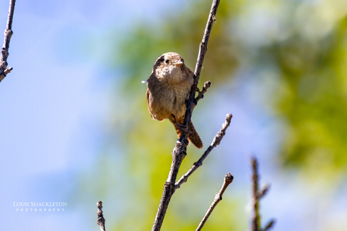 Northern House Wren - ML620032494