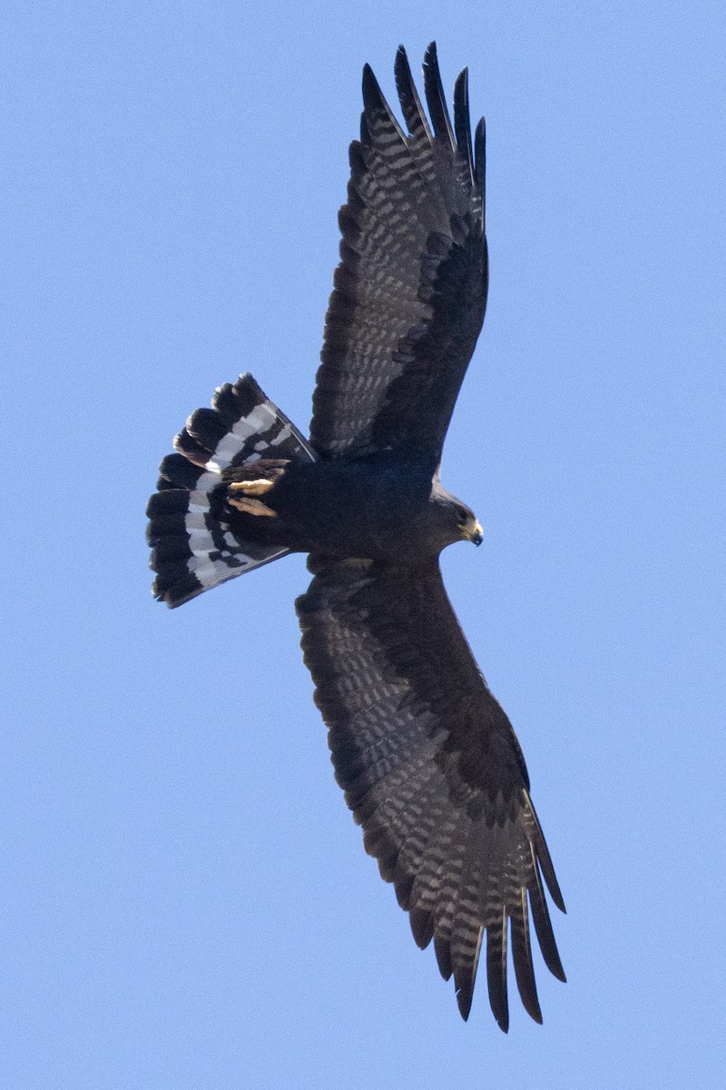 Zone-tailed Hawk - ML620032512