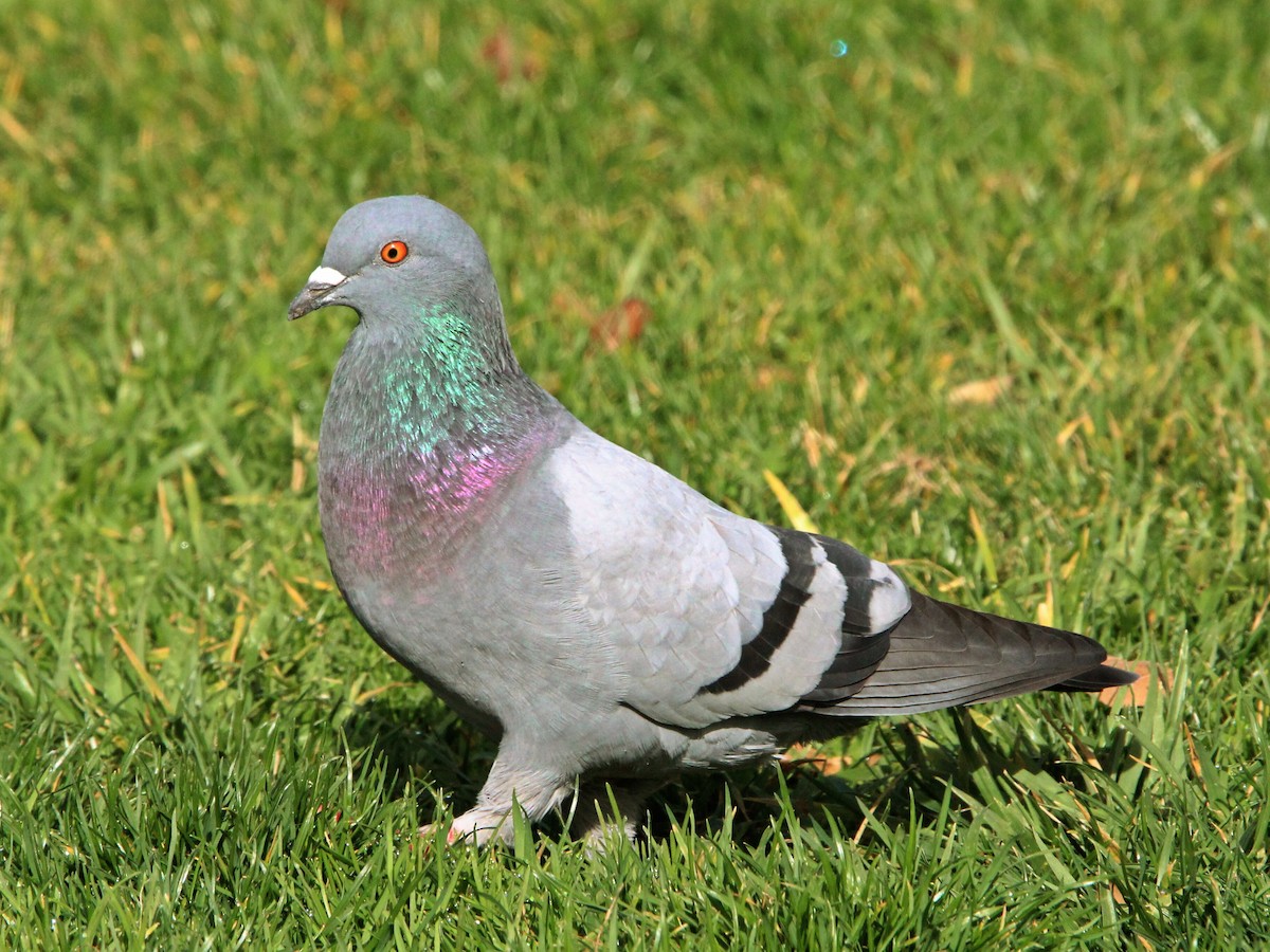 Pigeon biset (forme domestique) - ML620032513