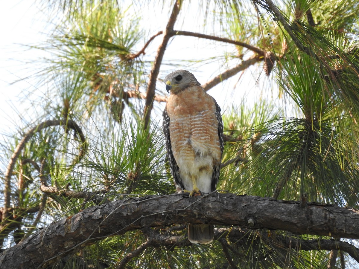 Red-shouldered Hawk - ML620032520