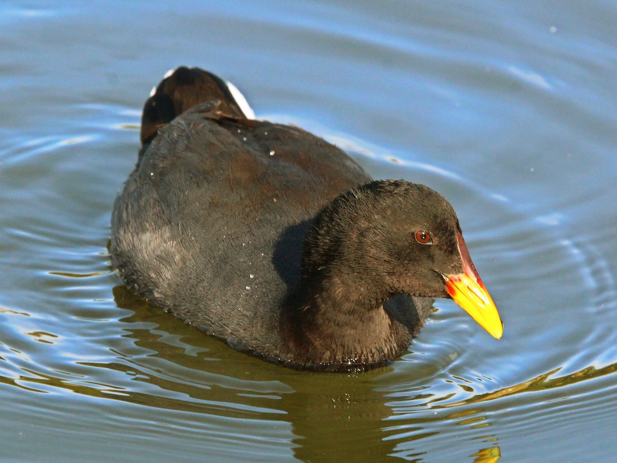 Red-fronted Coot - ML620032522