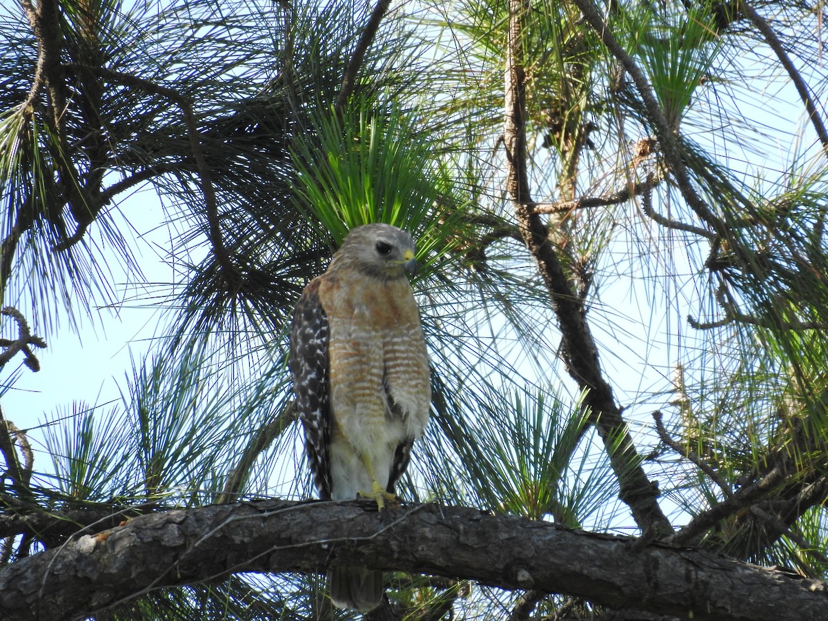 Red-shouldered Hawk - ML620032533