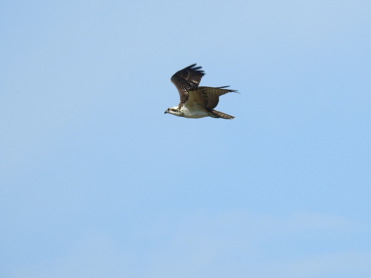 Balbuzard pêcheur - ML620032536