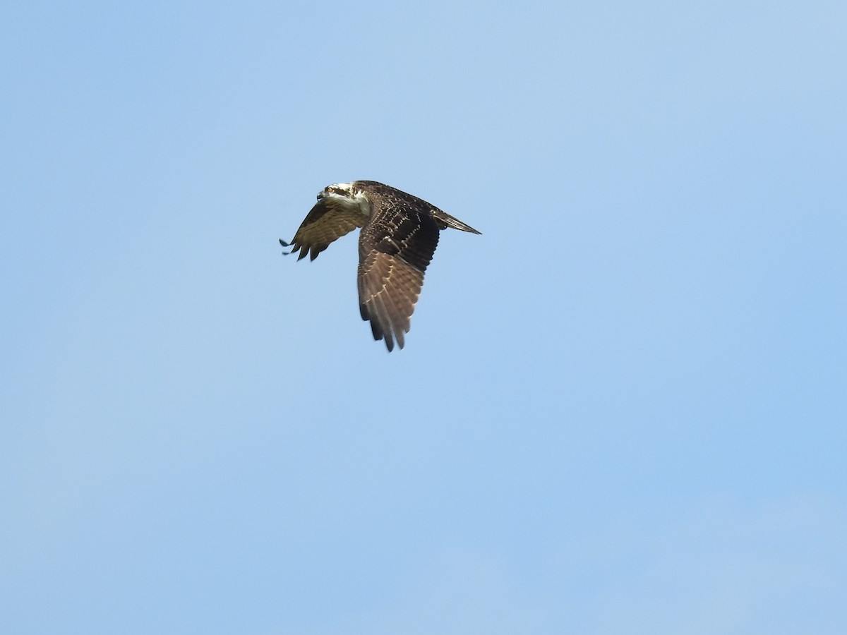 Balbuzard pêcheur - ML620032537