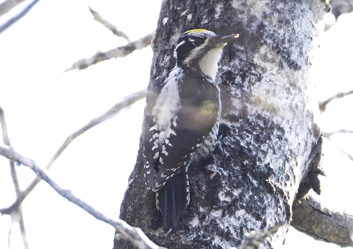 Eurasian Three-toed Woodpecker - ML620032579