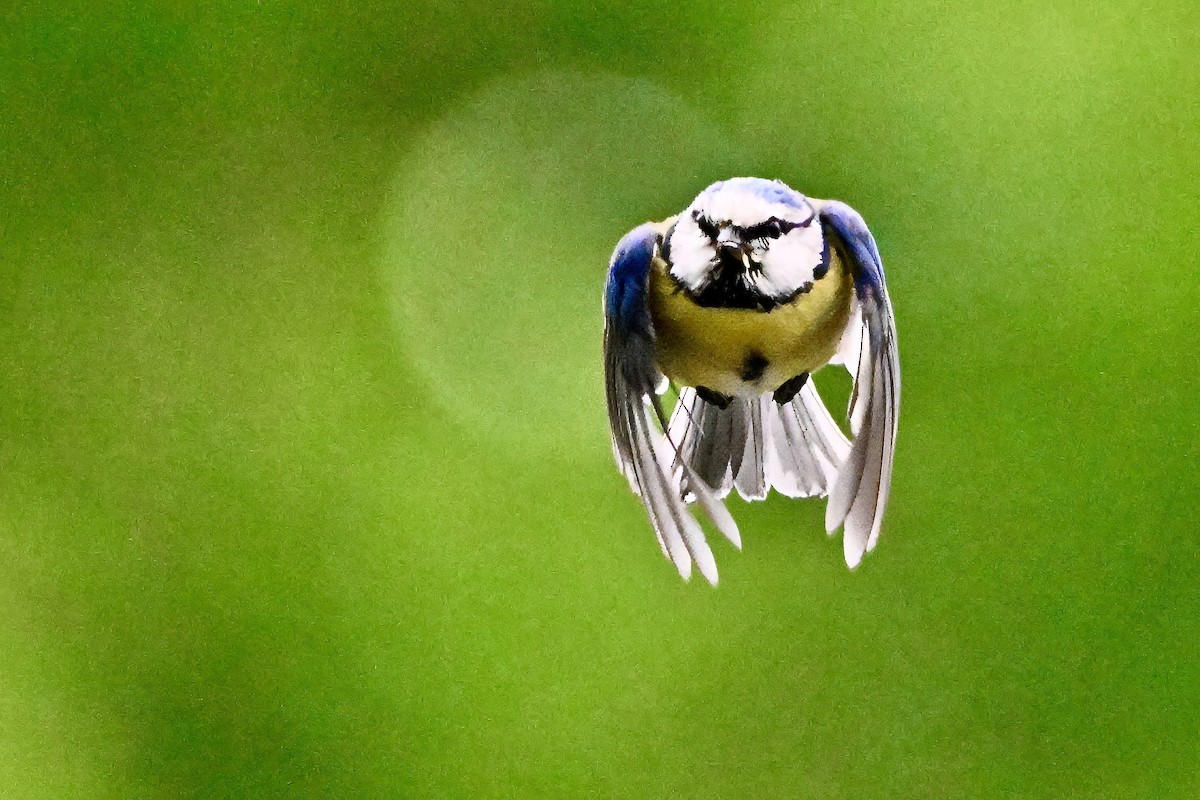 Eurasian Blue Tit - ML620032587