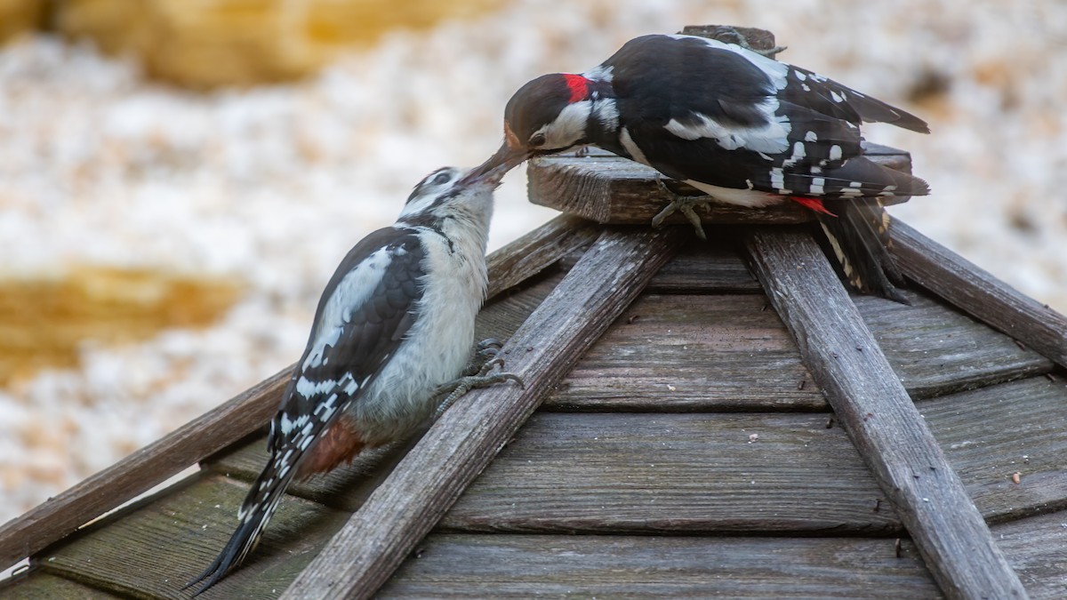Great Spotted Woodpecker (Great Spotted) - ML620032599