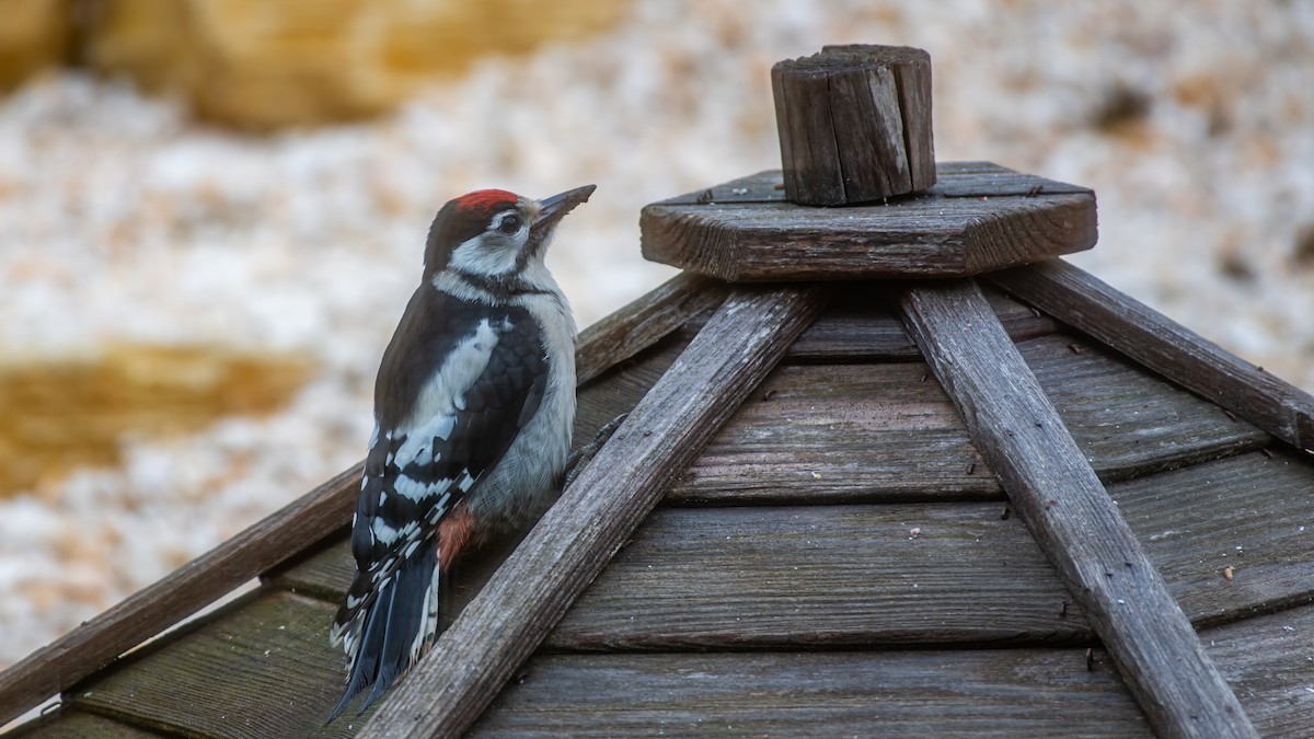 Great Spotted Woodpecker (Great Spotted) - ML620032600