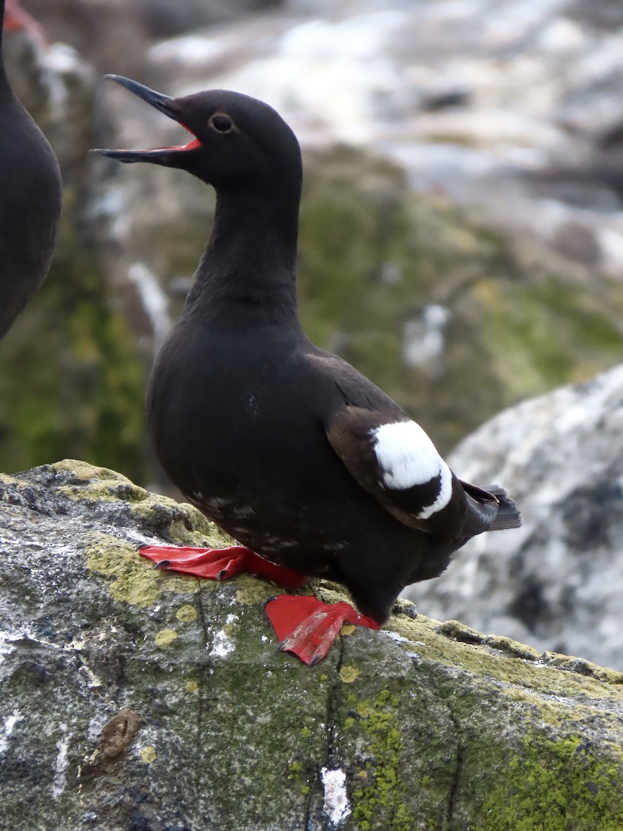 Pigeon Guillemot - ML620032602