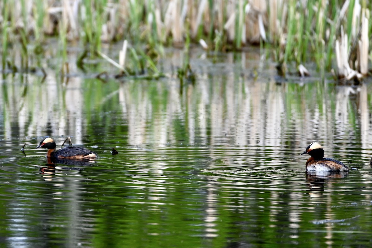 Horned Grebe - ML620032608