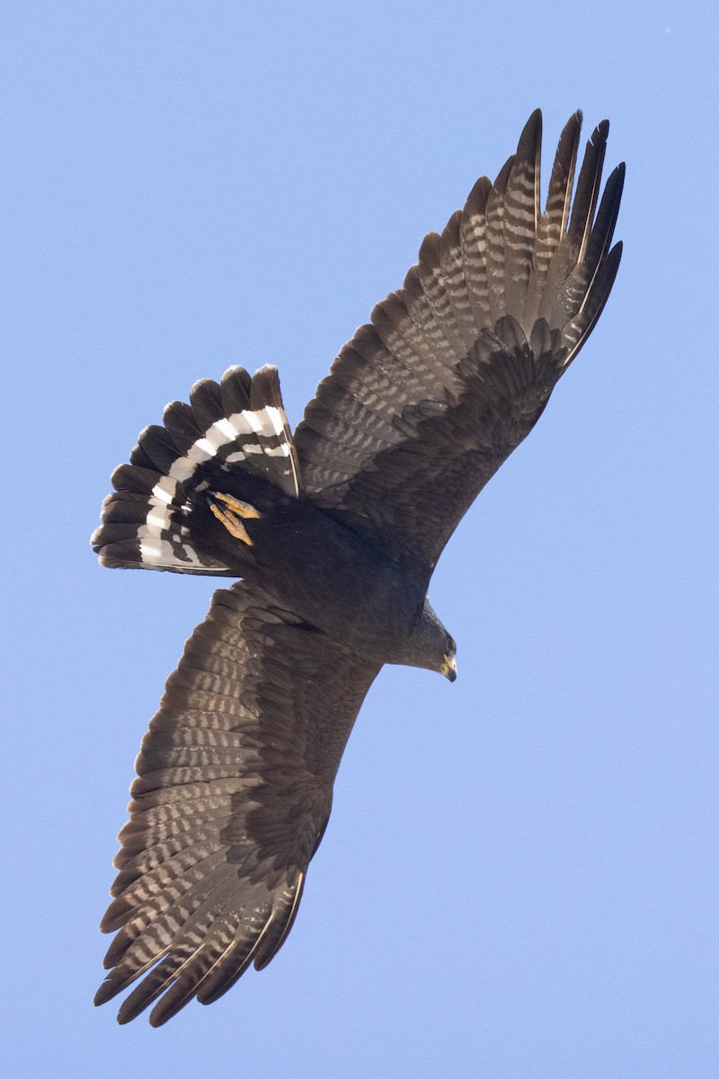 Zone-tailed Hawk - ML620032627