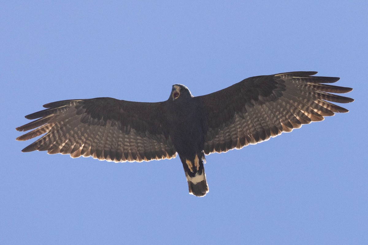 Zone-tailed Hawk - ML620032628