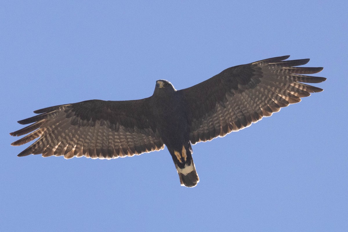 Zone-tailed Hawk - ML620032629