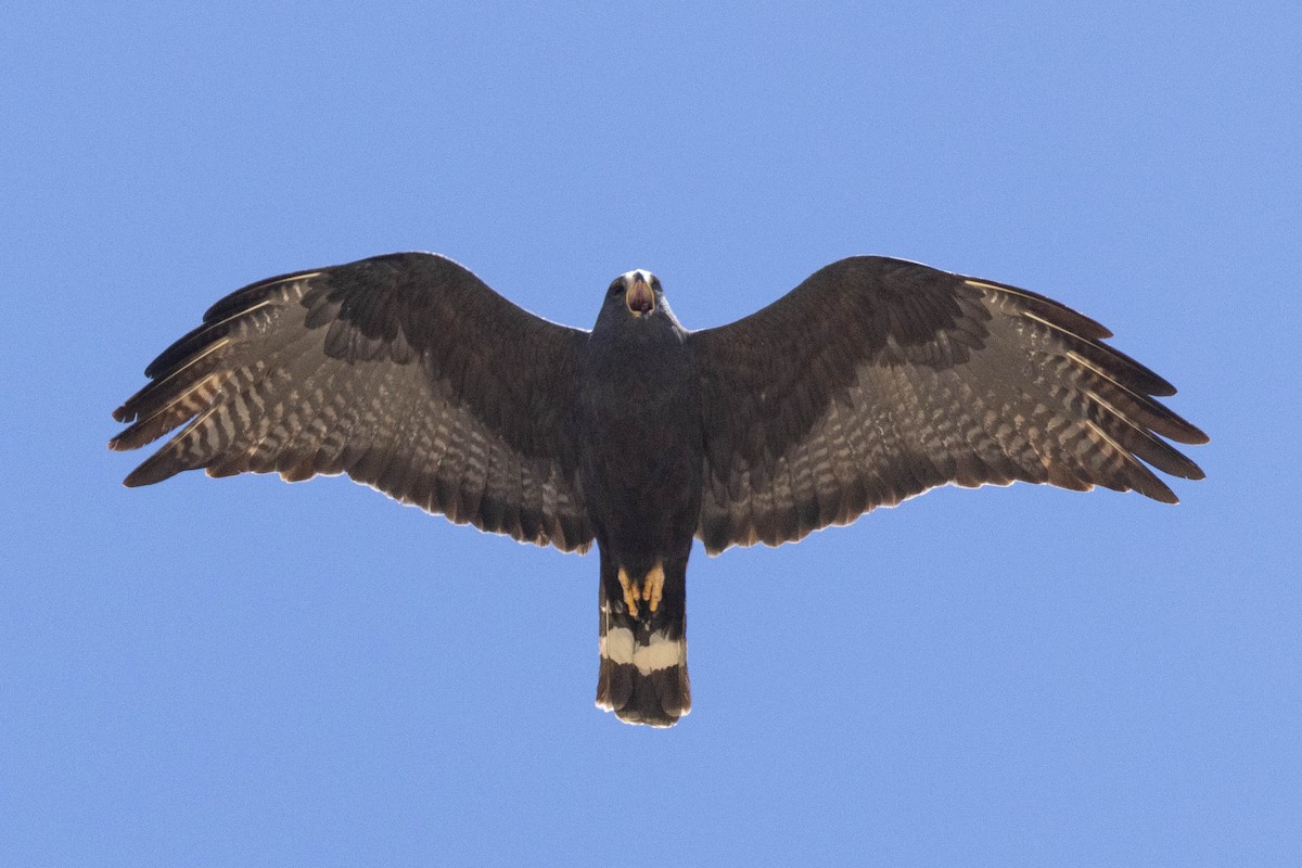 Zone-tailed Hawk - ML620032631