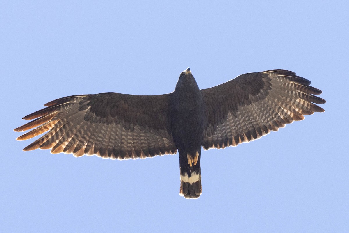 Zone-tailed Hawk - ML620032632