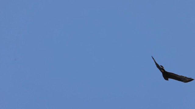 Zone-tailed Hawk - ML620032633