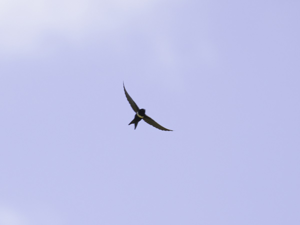 White-banded Swallow - ML620032675