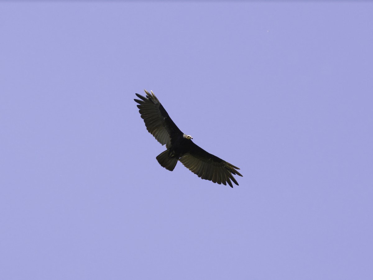 Greater Yellow-headed Vulture - ML620032682