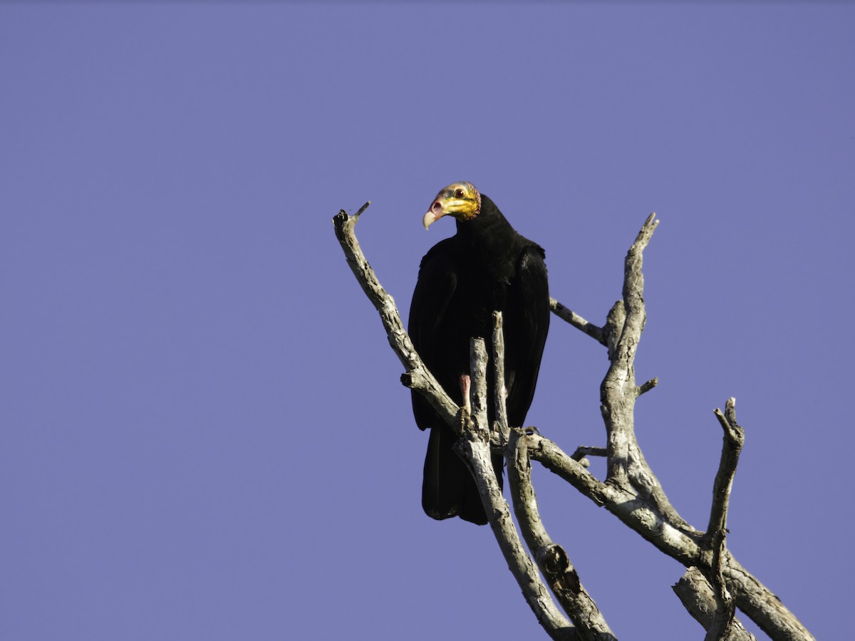 Greater Yellow-headed Vulture - ML620032683