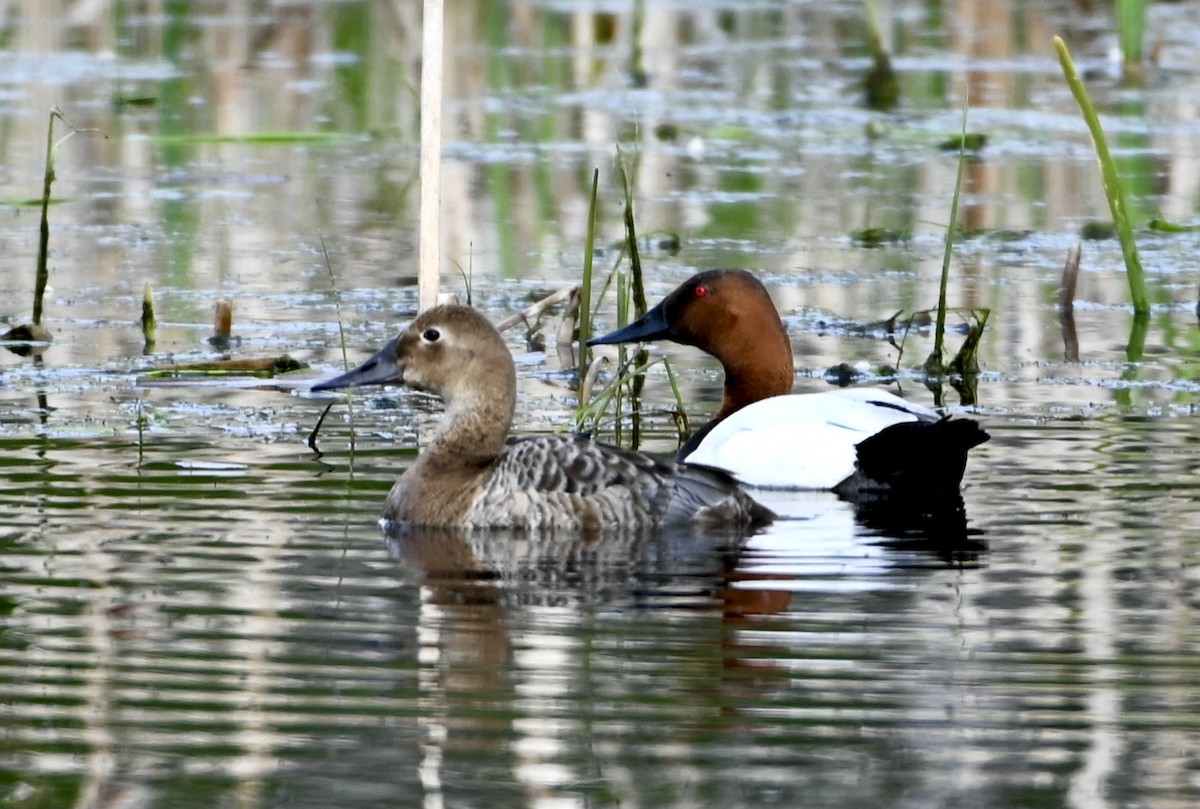 Canvasback - ML620032692