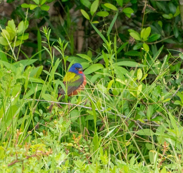 Painted Bunting - ML620032694