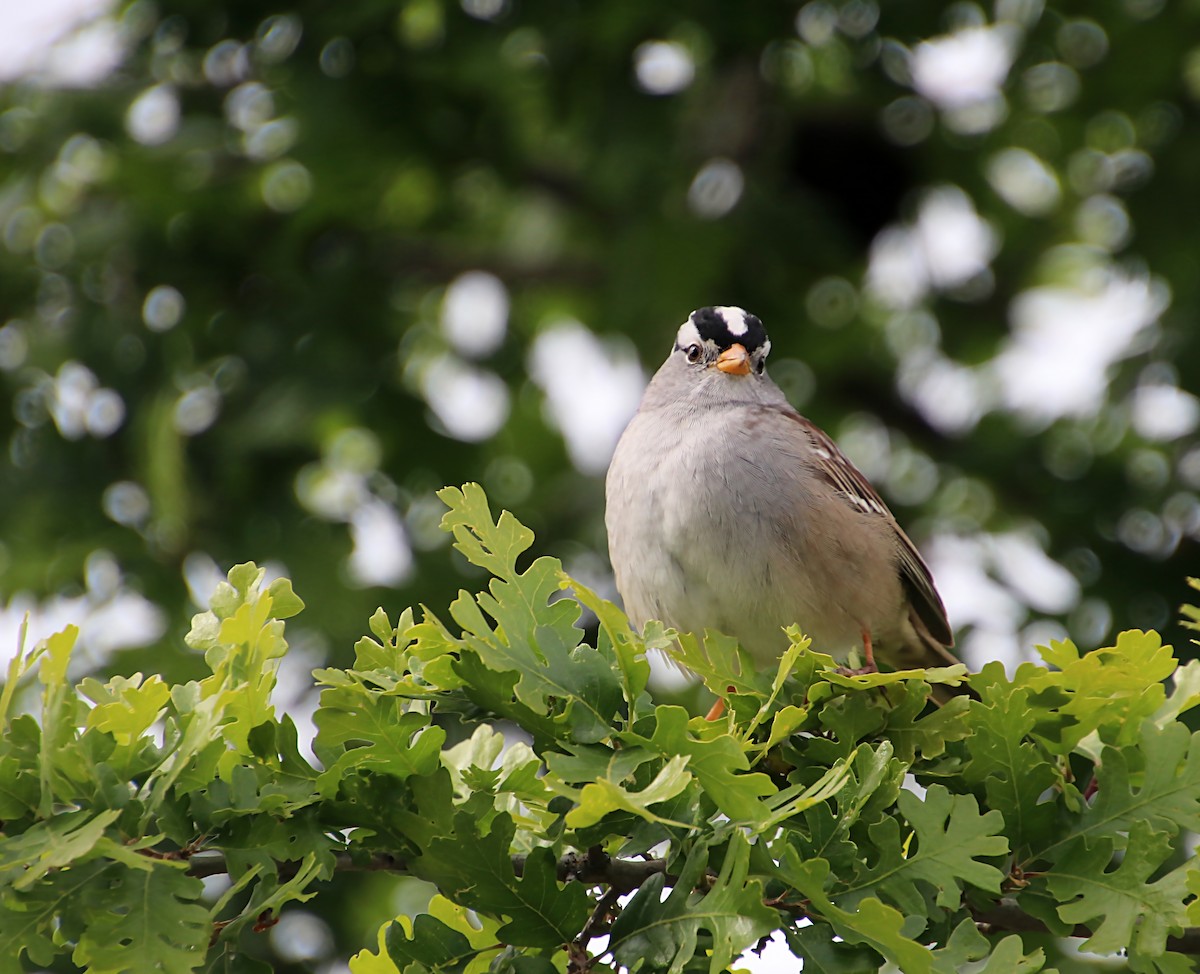 White-crowned Sparrow - ML620032704