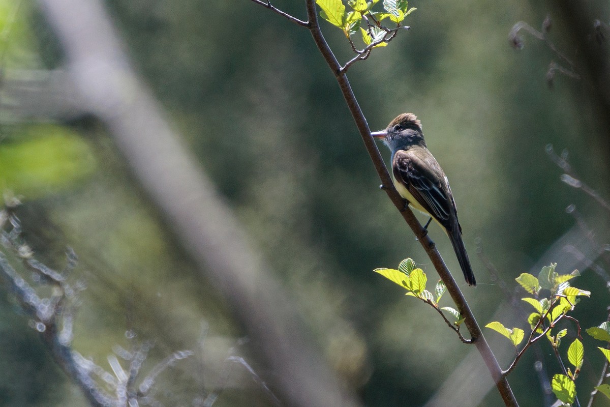 Great Crested Flycatcher - ML620032706