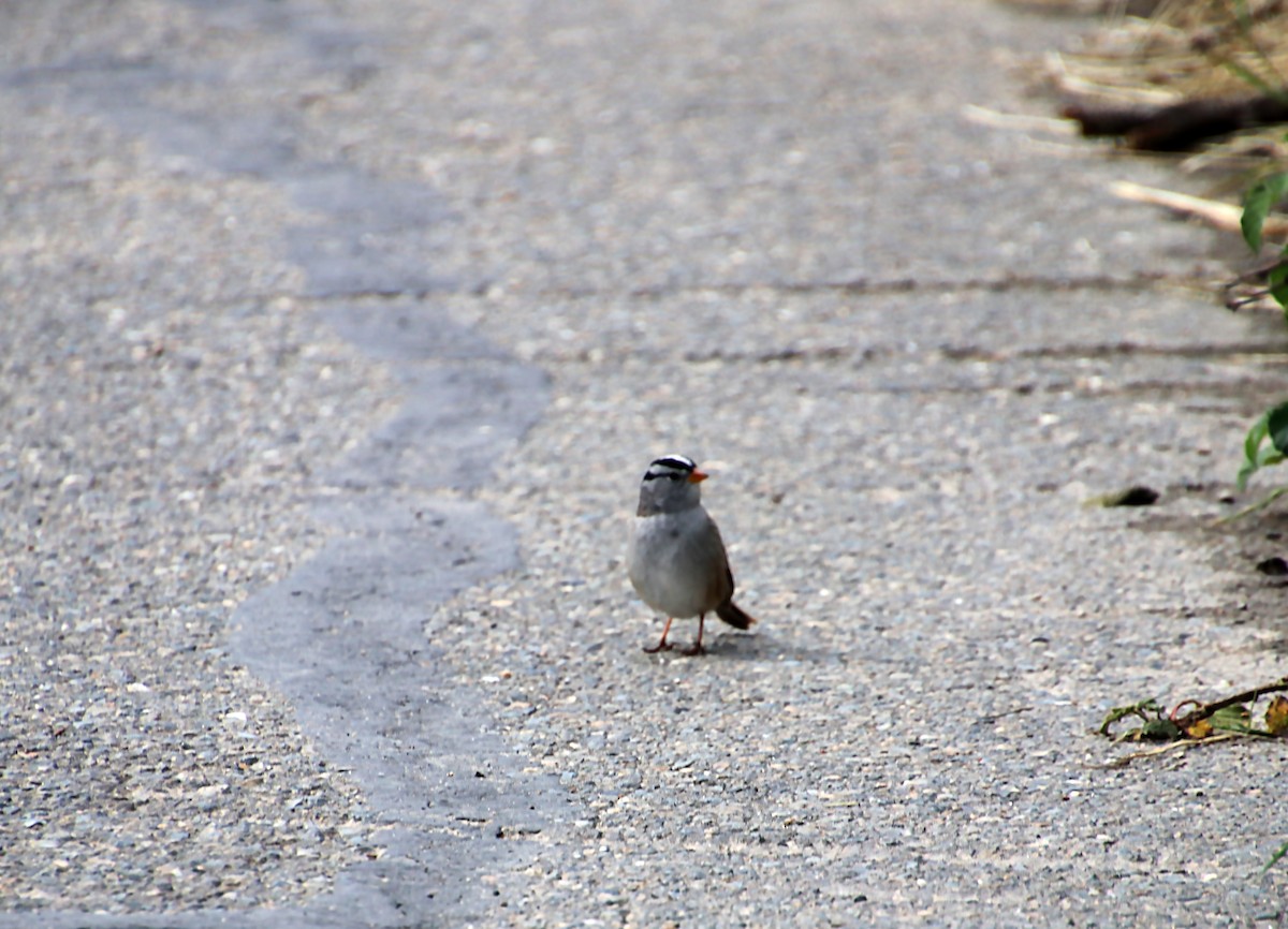 White-crowned Sparrow - ML620032707