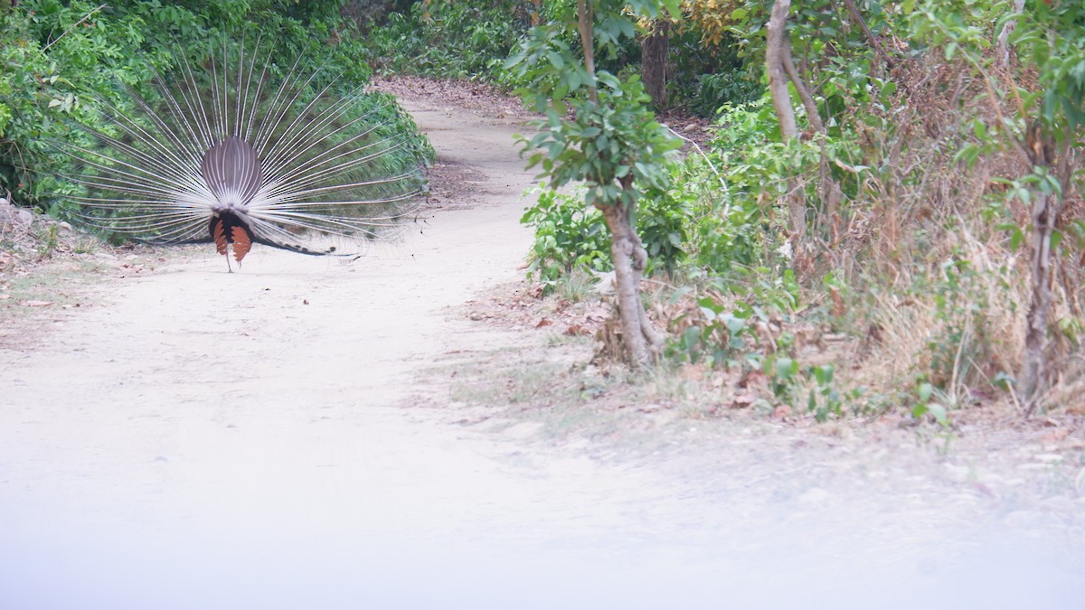 Indian Peafowl - ML620032714