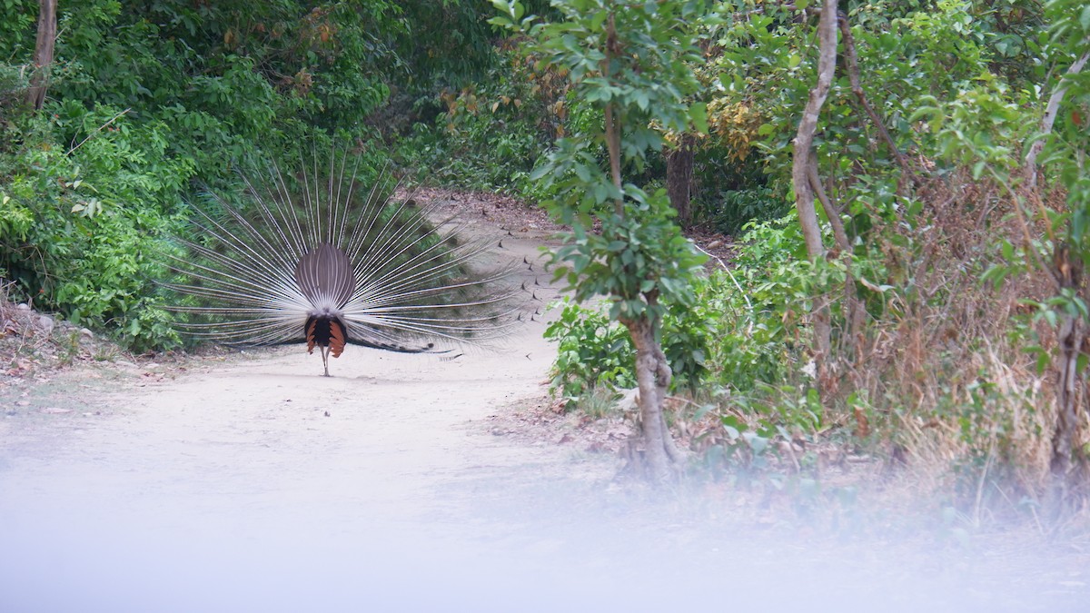 Indian Peafowl - ML620032715