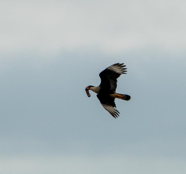 Caracara huppé - ML620032719