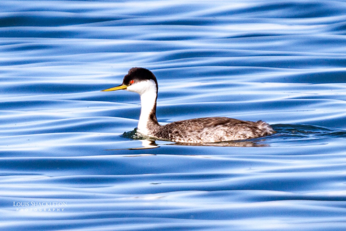 Western Grebe - ML620032730