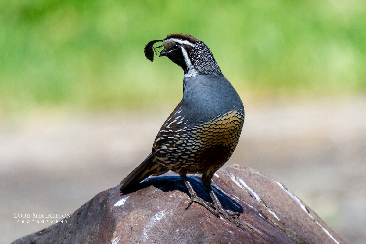 California Quail - ML620032736