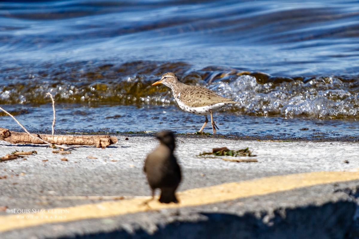 Spotted Sandpiper - ML620032753