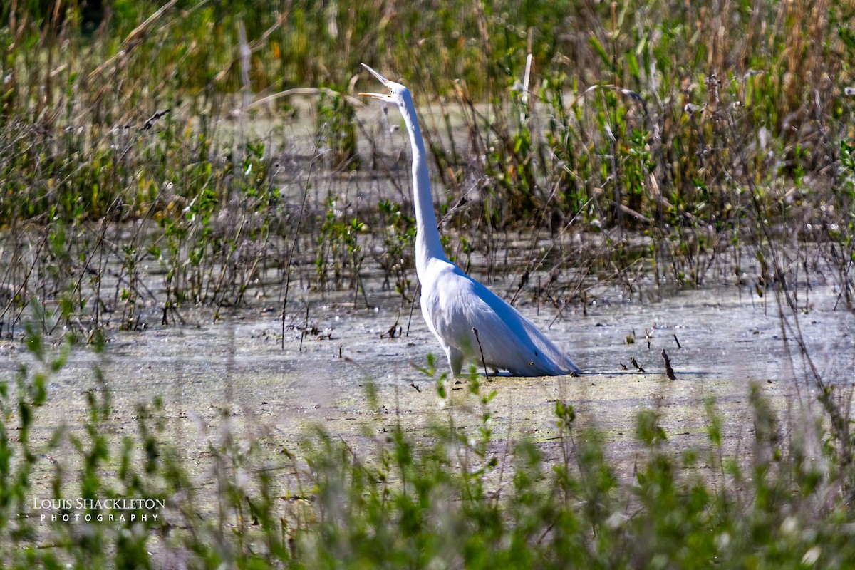 Great Egret - ML620032755