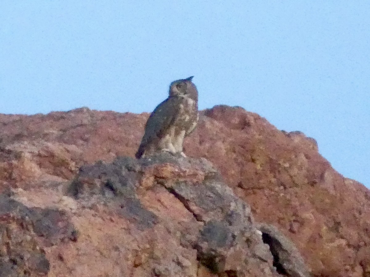 Great Horned Owl - ML620032766