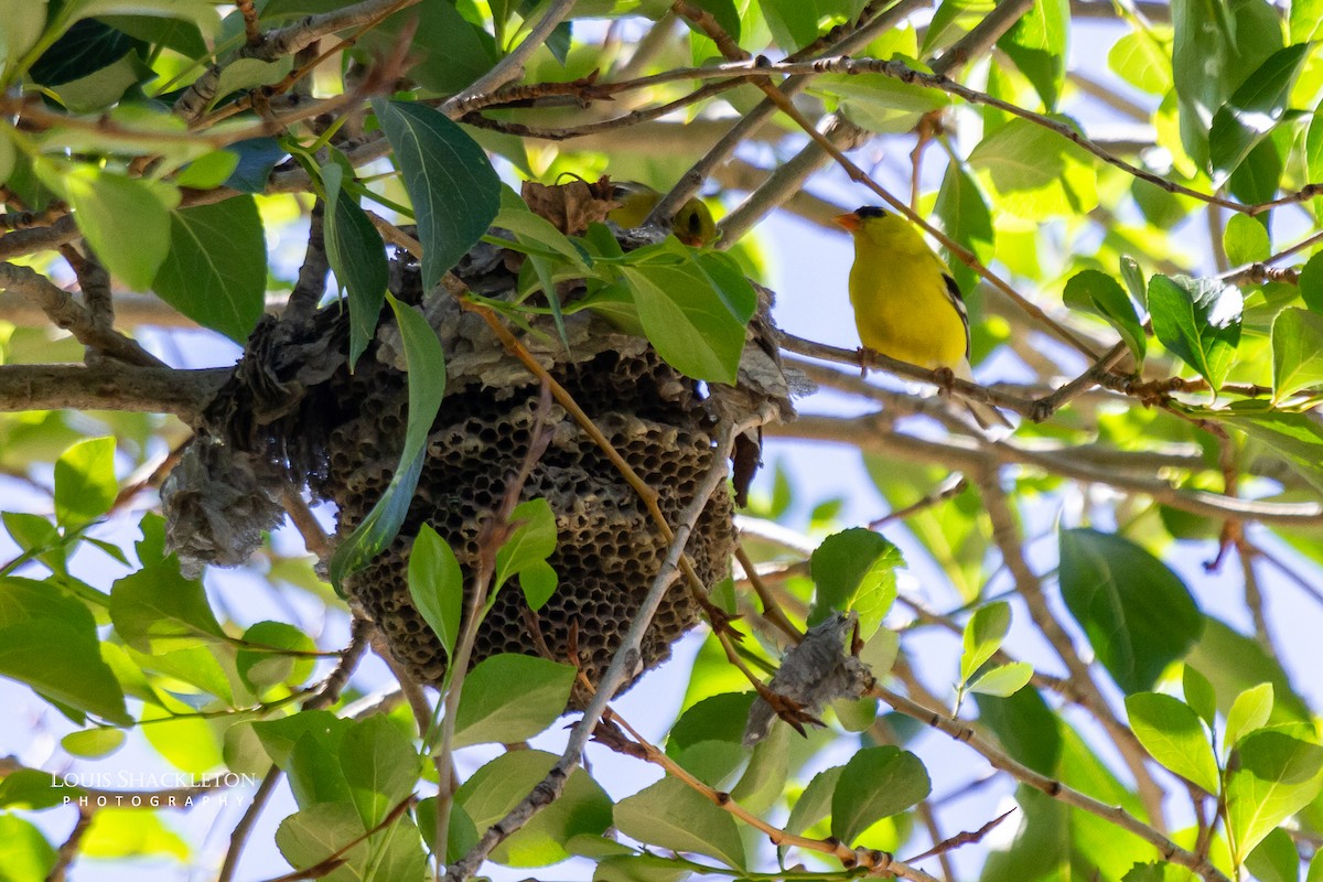American Goldfinch - ML620032769