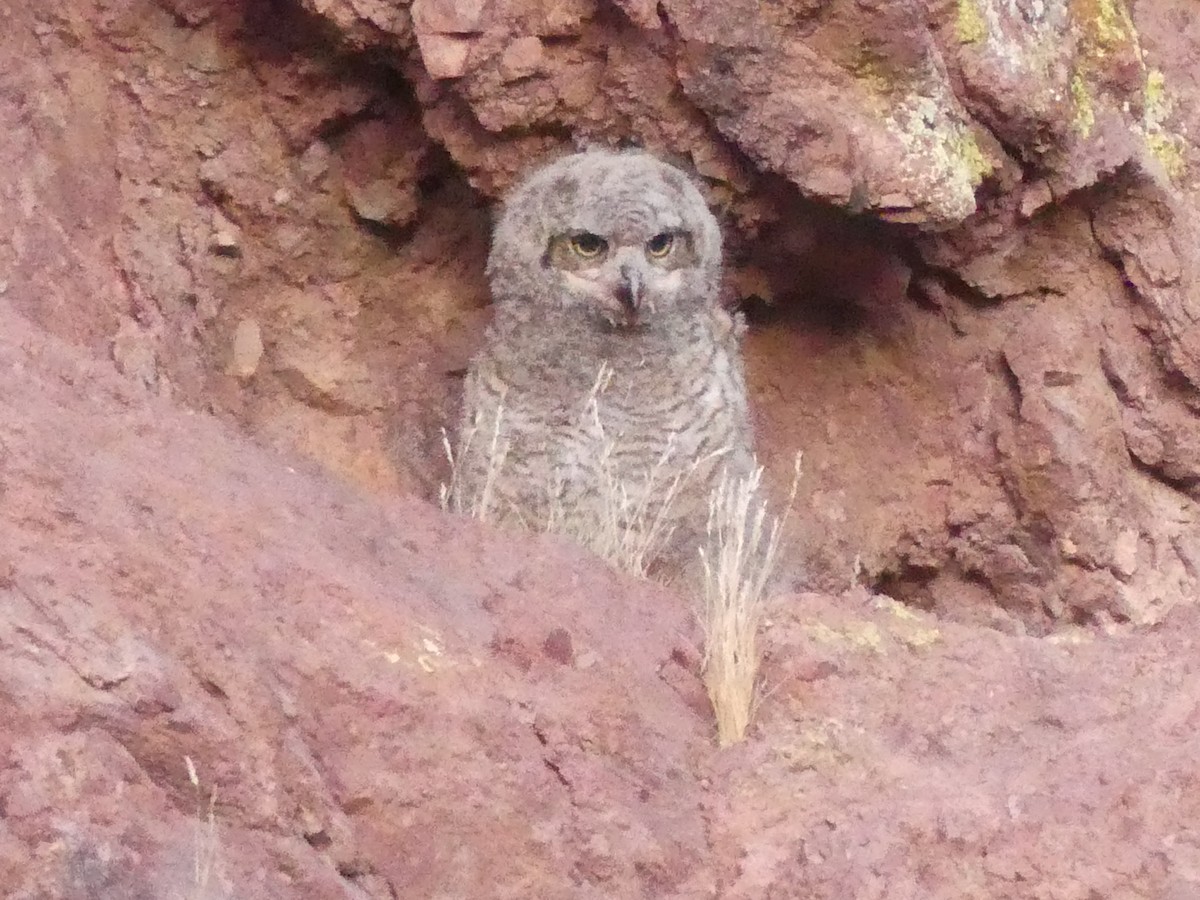 Great Horned Owl - ML620032771