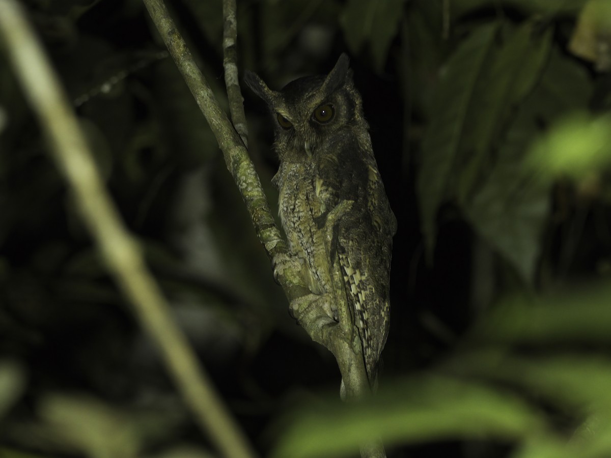 Tawny-bellied Screech-Owl (Austral) - ML620032775