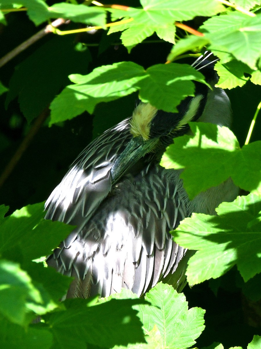 Yellow-crowned Night Heron (Yellow-crowned) - ML620032788