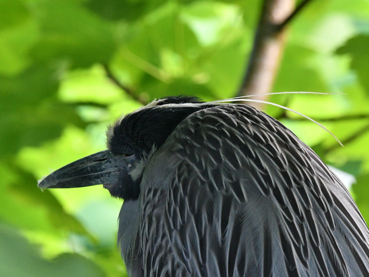 Yellow-crowned Night Heron (Yellow-crowned) - ML620032792