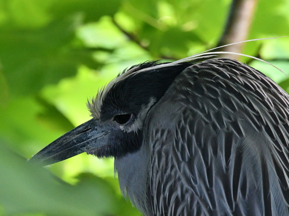 Yellow-crowned Night Heron (Yellow-crowned) - ML620032793