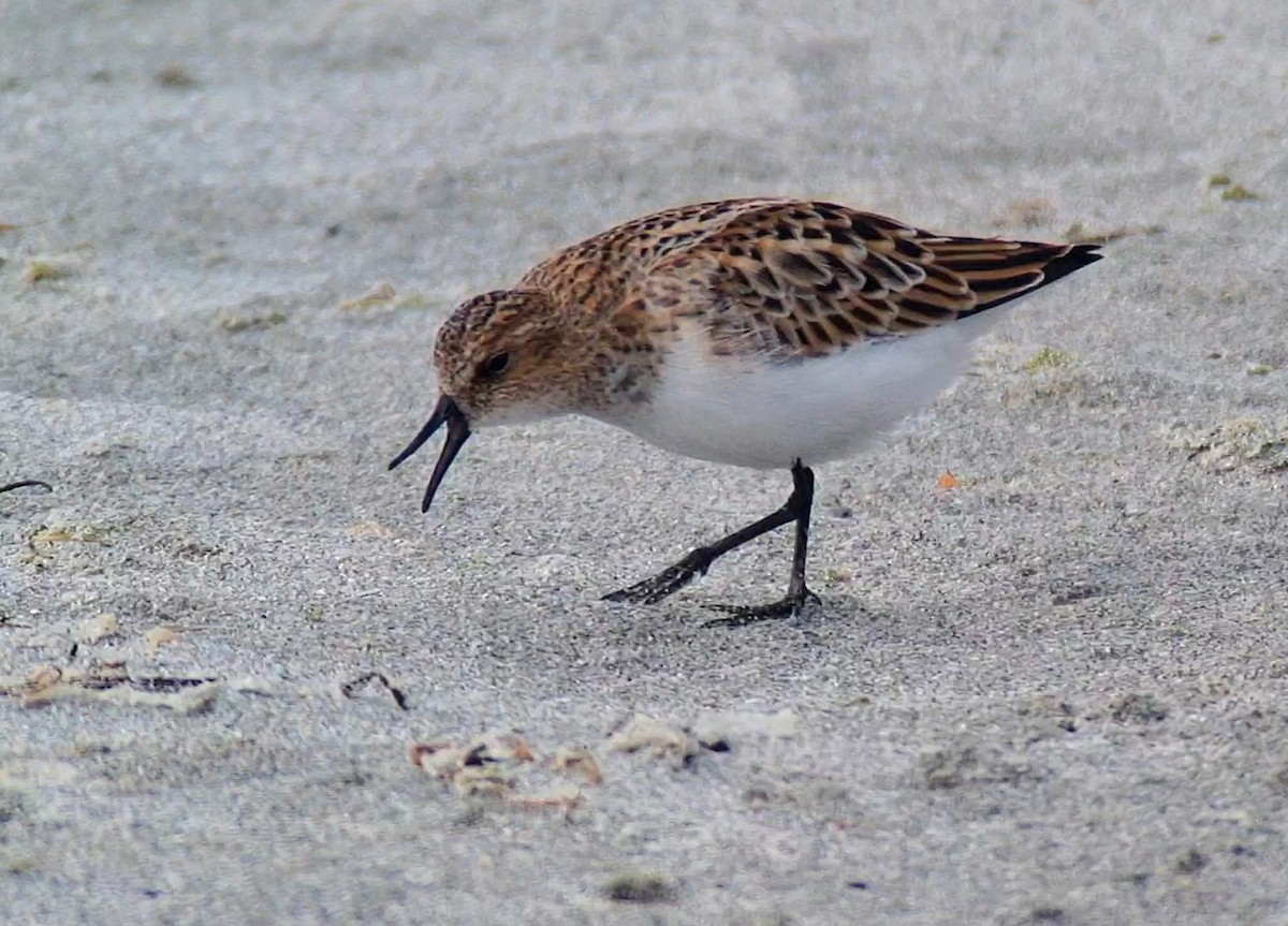 Little Stint - ML620032799