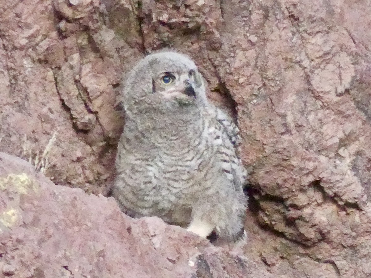 Great Horned Owl - ML620032808