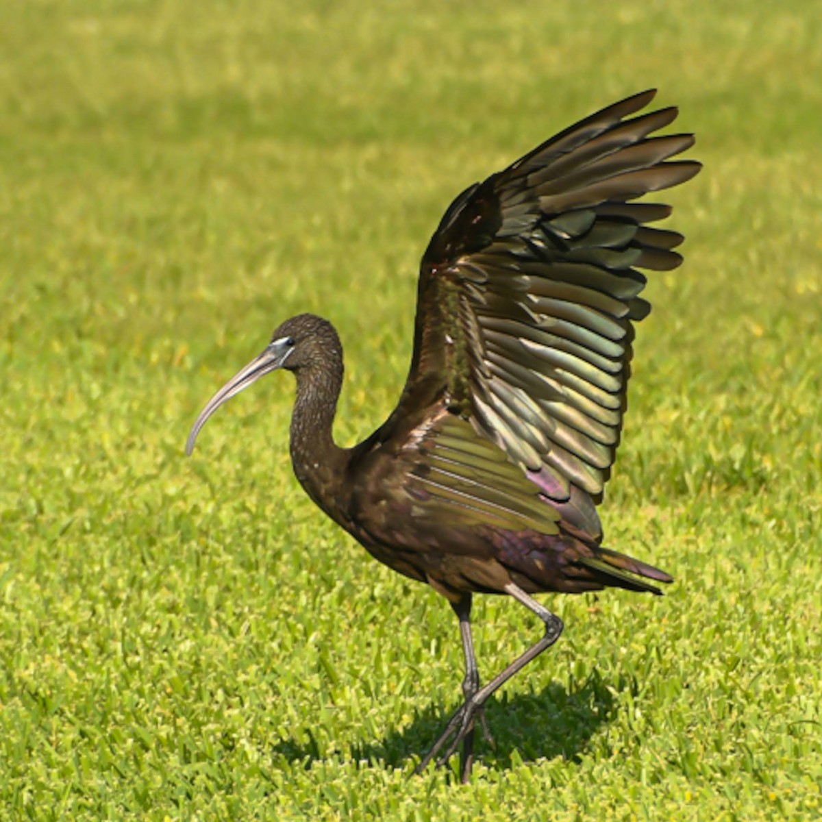 ibis hnědý - ML620032812