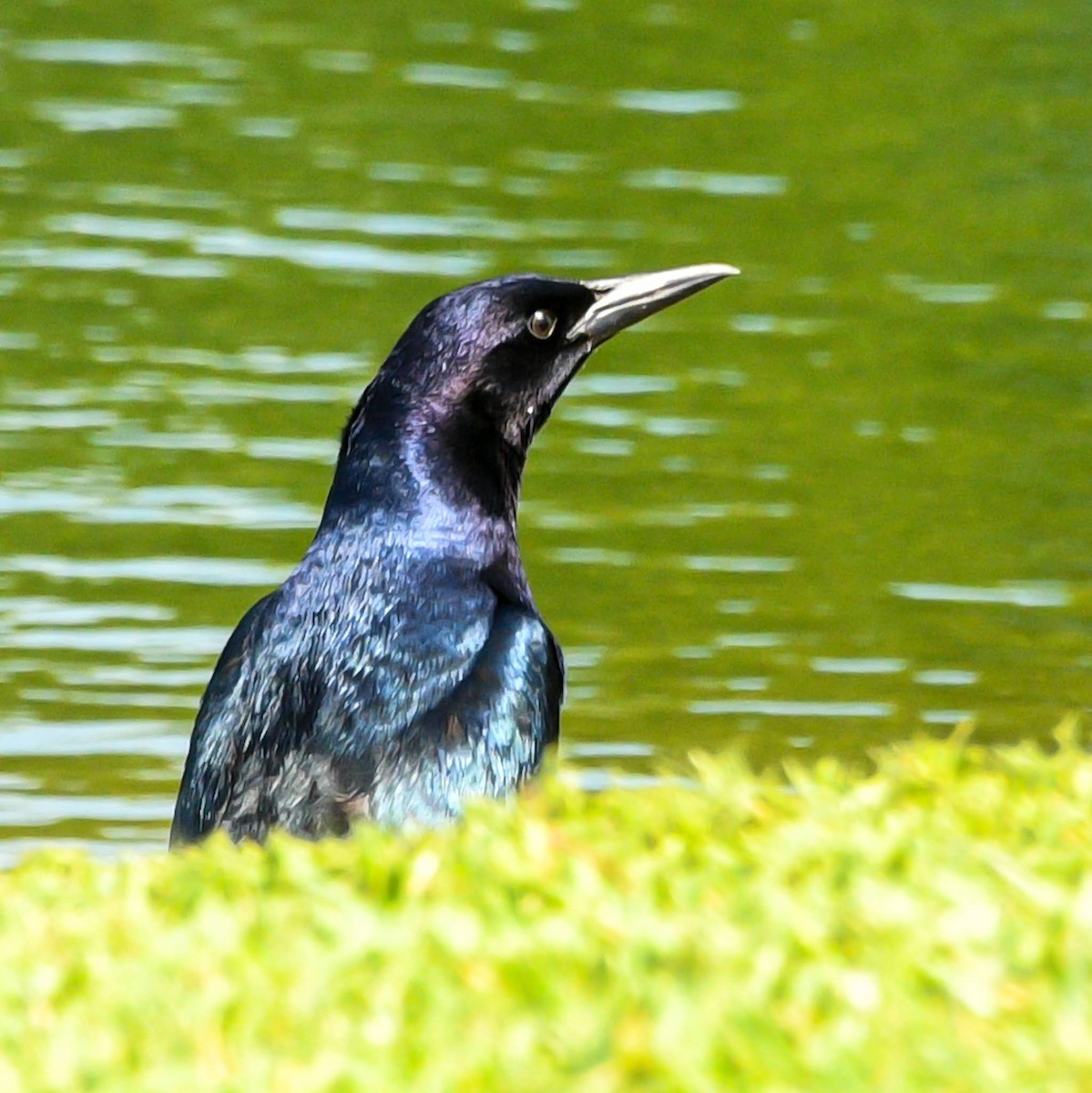 Boat-tailed Grackle - ML620032816