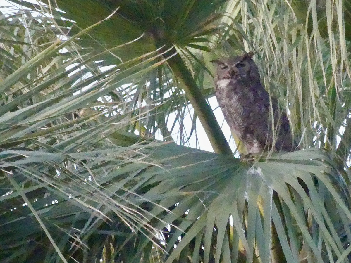 Great Horned Owl - ML620032820