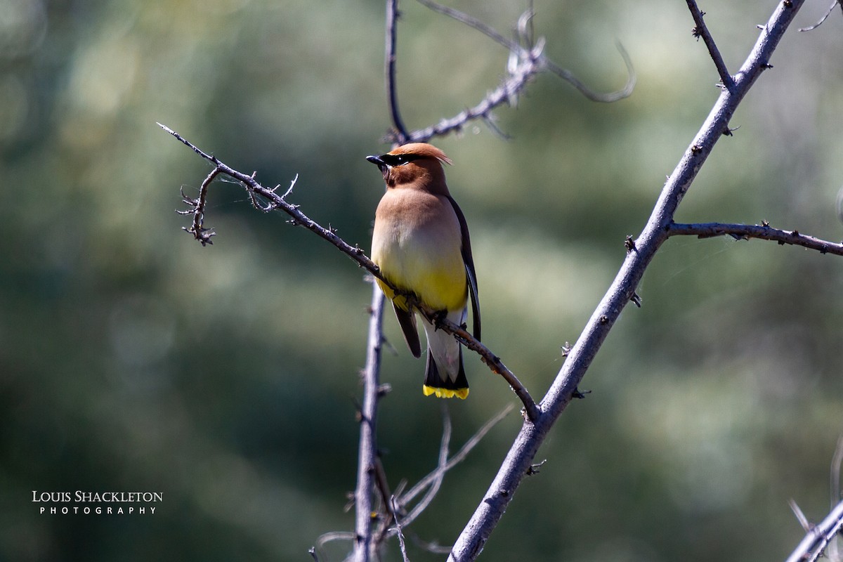 Cedar Waxwing - ML620032822