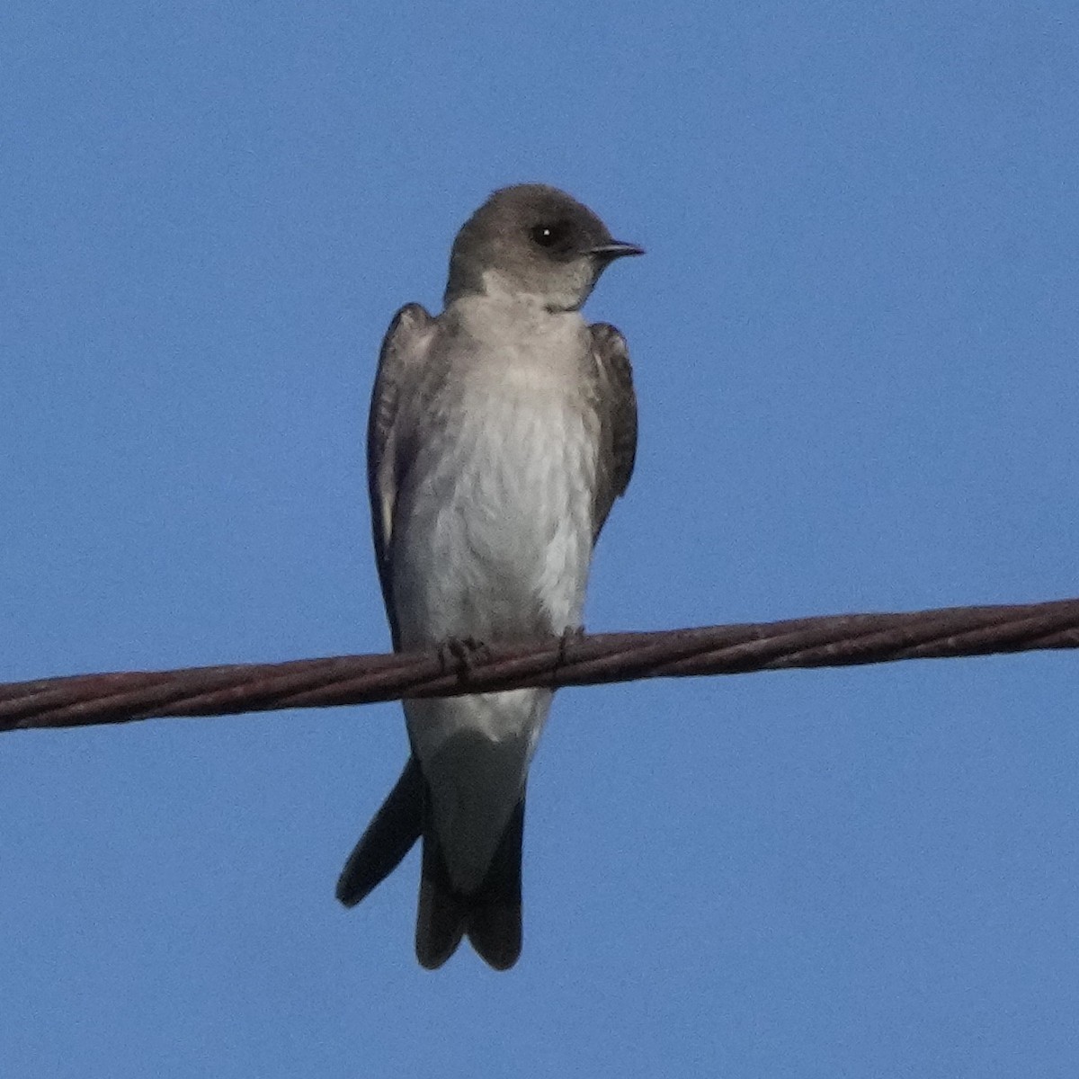 Northern Rough-winged Swallow - ML620032841