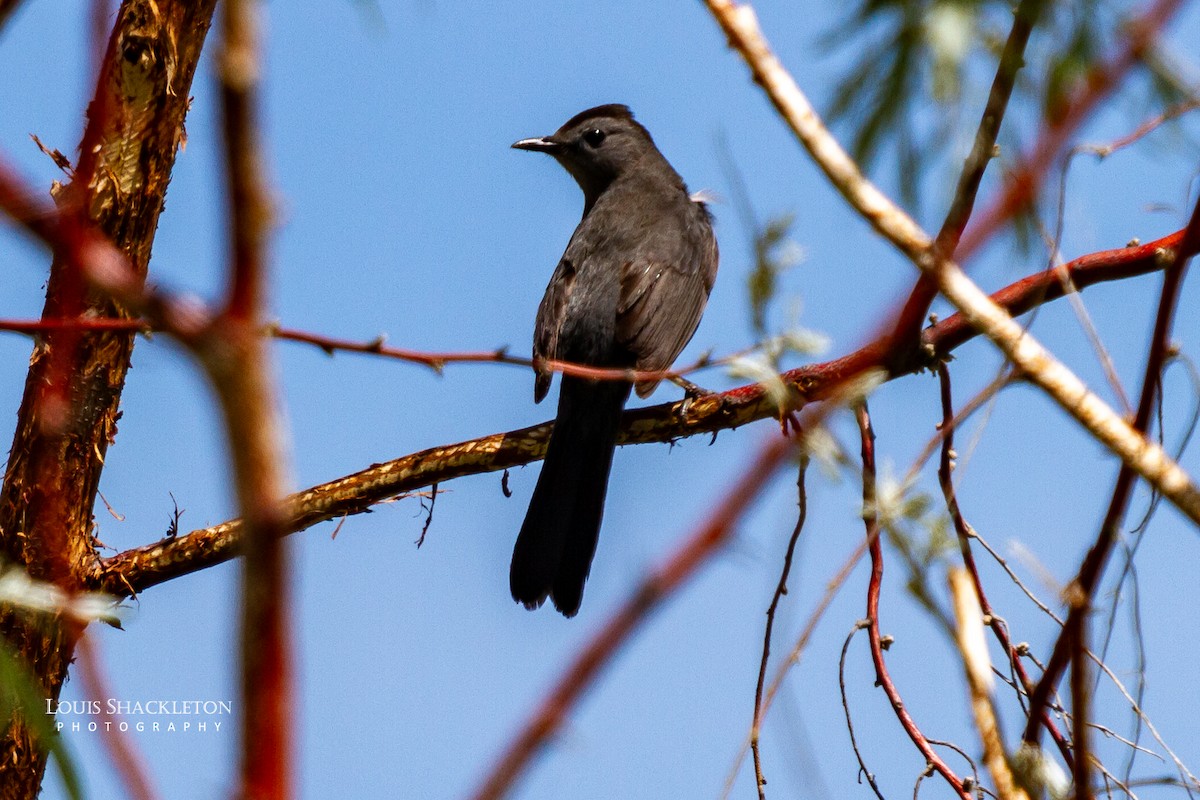 Gray Catbird - ML620032851